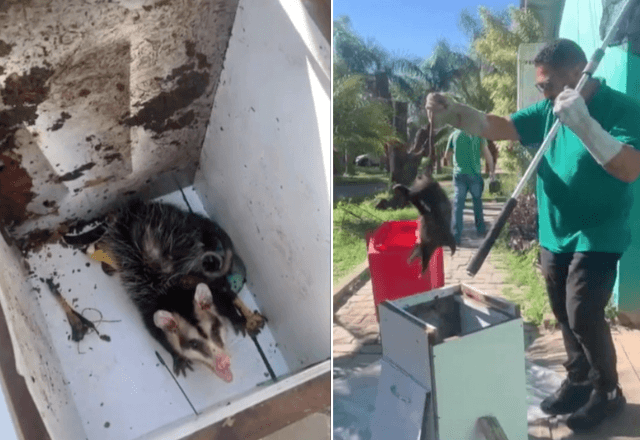 Com a chegada da primavera, aumentam os registros de gambás em áreas urbanas