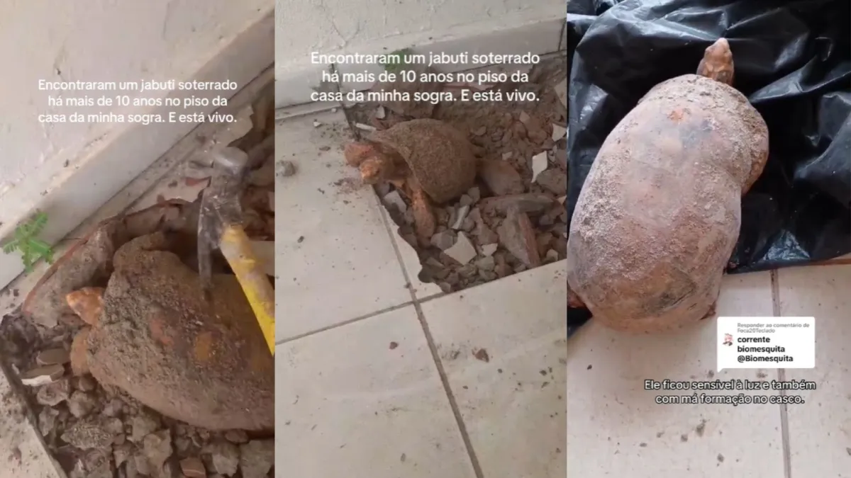 Família encontra jabuti vivo preso há 10 anos sob o piso durante reforma no Tocantins