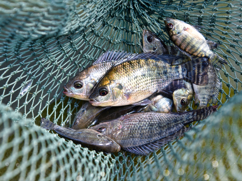 Governo avalia incluir tilápia como espécie invasora e setor reage