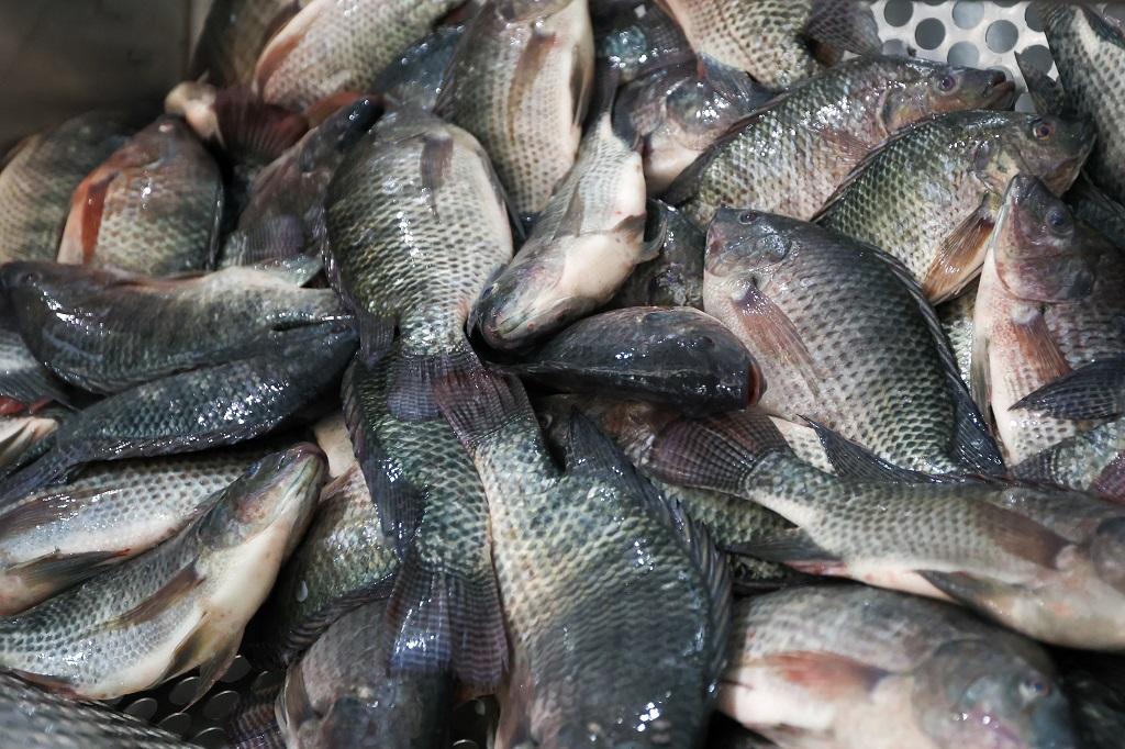 Governo de Santa Catarina reforça proibição da tilápia do Vietnã por risco sanitário