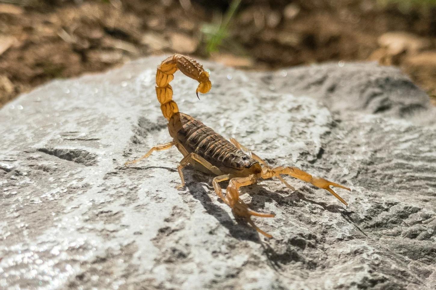 Casos envolvendo escorpião-amarelo são confirmados em Criciúma