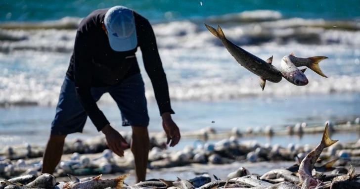 Pesca da tainha inicia em maio com expectativa de safra maior e pressão contra burocracia