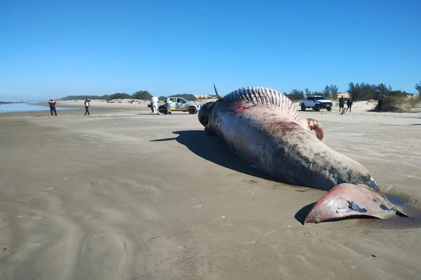  Baleia-de-Bryde é encontrada morta em praia de Jaguaruna