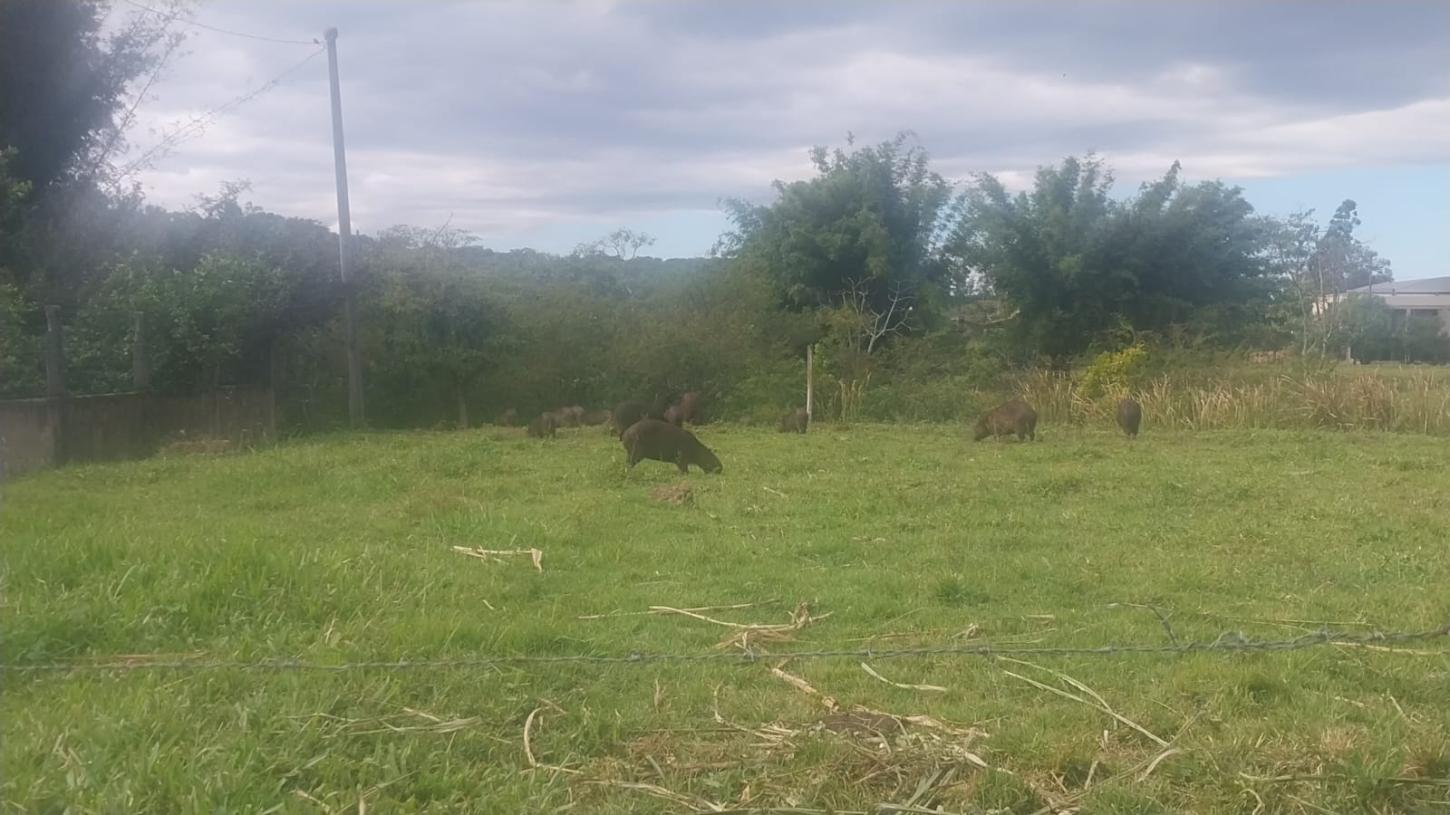 Capivaras chamam atenção em Cocal do Sul: grupo com 18 animais é visto no bairro Guanabara