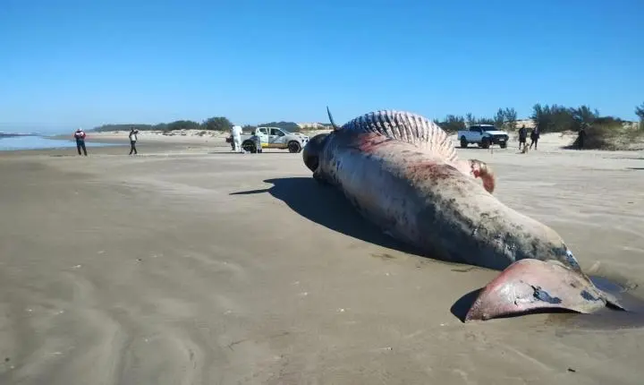  Baleia-de-Bryde é encontrada morta em praia de Jaguaruna
