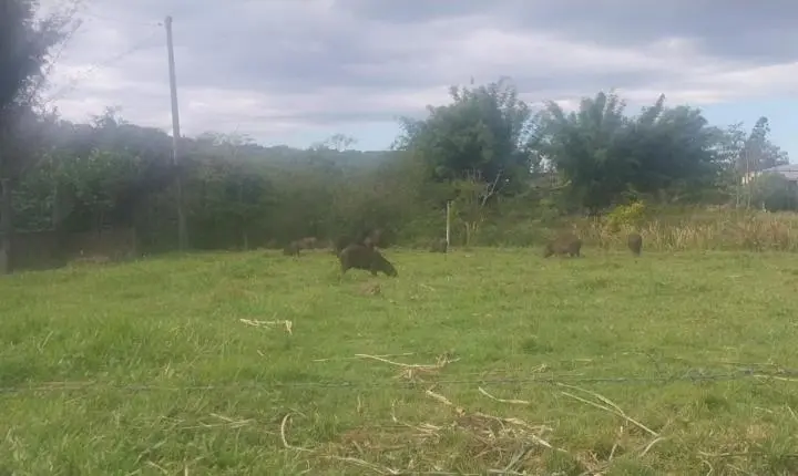 Capivaras chamam atenção em Cocal do Sul: grupo com 18 animais é visto no bairro Guanabara