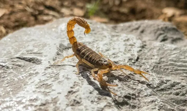 Casos envolvendo escorpião-amarelo são confirmados em Criciúma