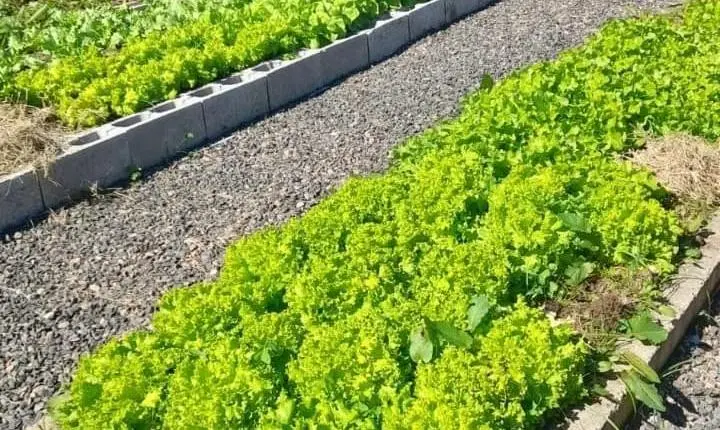 Do plantio à mesa: horta da APAE de Cocal do Sul incentiva sustentabilidade e autonomia aos alunos