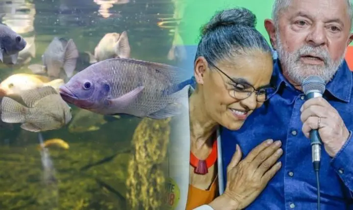Governo Lula compara tilápias a javalis e propõe restrição à produção comercial