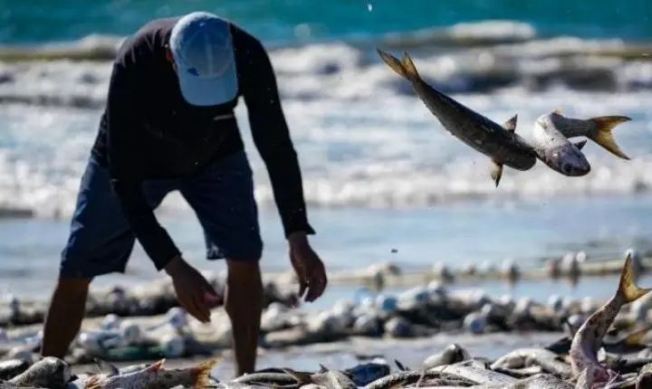Pesca da tainha inicia em maio com expectativa de safra maior e pressão contra burocracia
